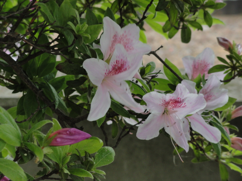 img0018.jpg