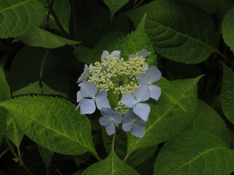img0019.jpg
