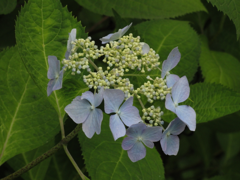 img0020.jpg