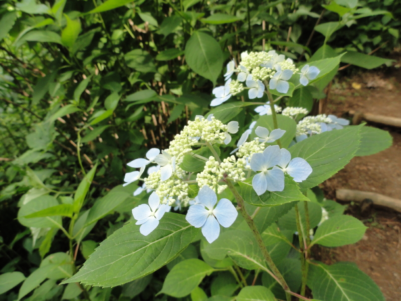 img0070.jpg