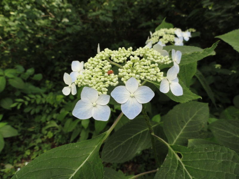 img0074.jpg