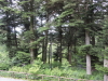 img0006.jpg