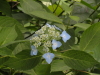 img0033.jpg