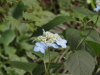 img0036.jpg