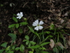 img0037.jpg