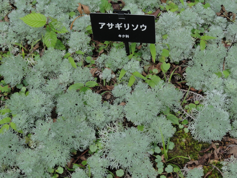 img0010.jpg