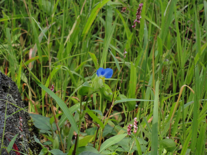 img0016.jpg