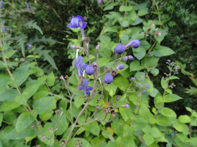 img0019.jpg