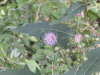 img0008.jpg
