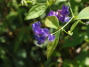 img0053.jpg