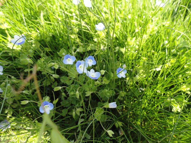 img0003.jpg