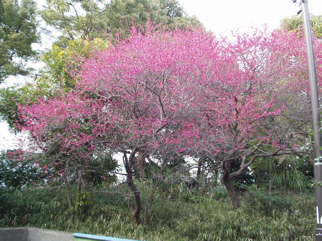 img0001.jpg