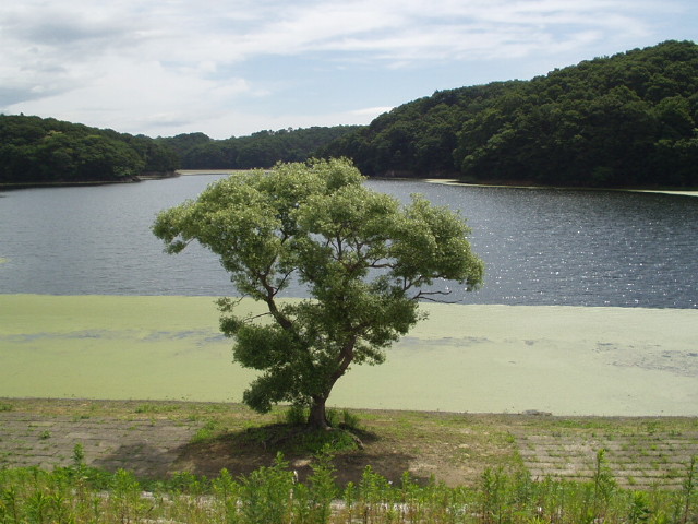 img0006.jpg