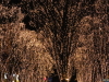 img0011.jpg