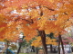 img0086.jpg