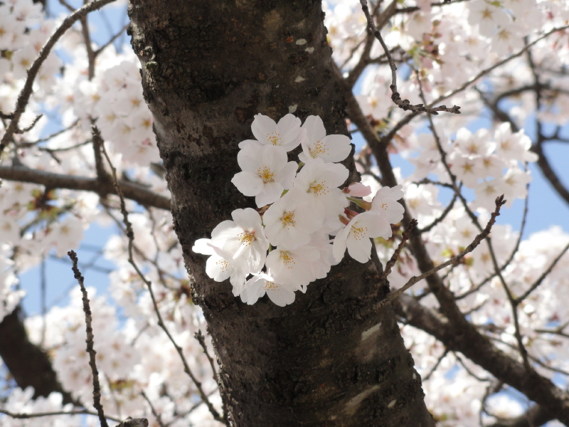 img0010.jpg