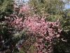 img0042.jpg