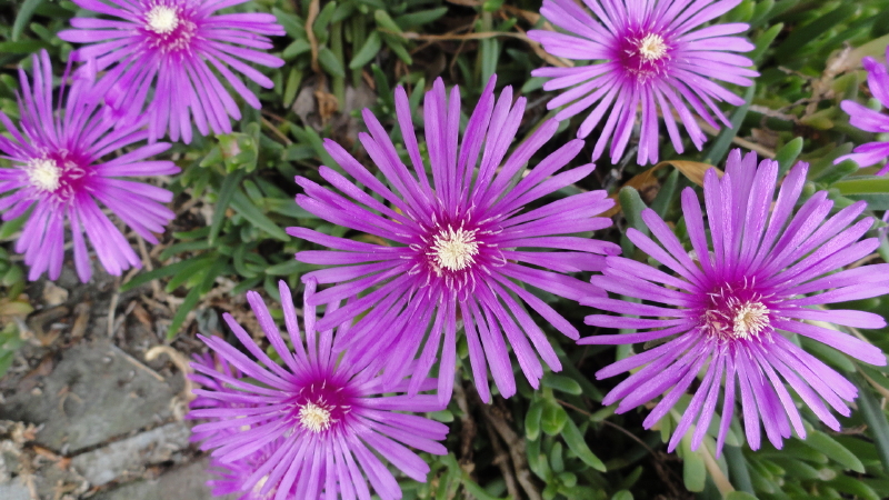 img0004.jpg