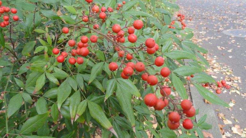 img0010.jpg