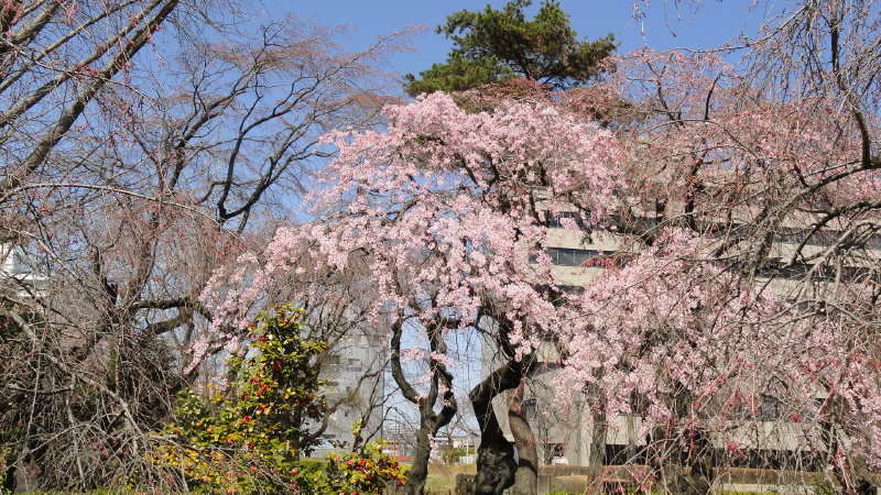 img0036.jpg