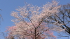 img0000.jpg