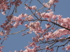 img0001.jpg