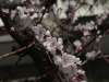 img0008.jpg