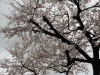 img0020.jpg