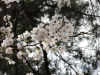 img0031.jpg