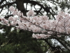 img0033.jpg
