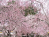 img0039.jpg