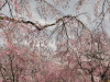 img0043.jpg
