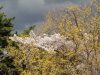 img0071.jpg