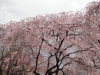 img0077.jpg