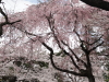 img0090.jpg