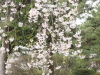 img0099.jpg