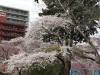 img0105.jpg