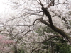 img0109.jpg