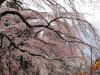 img0118.jpg
