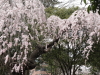 img0128.jpg