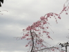 img0130.jpg