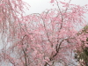 img0131.jpg