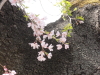 img0005.jpg