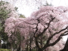 img0020.jpg