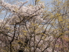 img0041.jpg