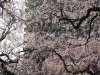 img0083.jpg