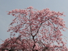 img0010.jpg