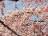 img0087.jpg