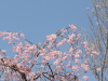 img0086.jpg