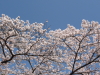img0098.jpg